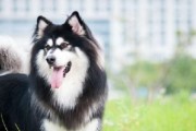 探究阿拉斯加幼犬的内心世界（从宠物的视角看待人类的情感和行为）