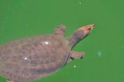 山瑞鳖的饲养方法（宠物山瑞鳖该如何饲养？）