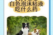 狗狗呕吐的原因及处理方法（了解狗狗呕吐的原因，保护它们的健康）