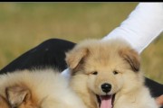 最新苏牧幼犬训练方法大揭秘（建立宠物狗与主人间的完美互动）
