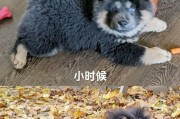 松狮狗的饮食喜好剖析（探究松狮狗对食物的偏好及营养需求）