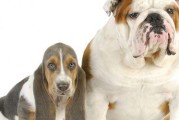 英国斗牛犬的饲养管理（养一只健康快乐的宠物）