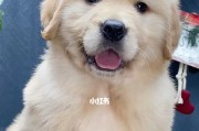 金毛犬能否食用冰激凌？（了解金毛犬的食物安全和健康问题）