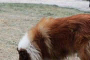 四季护理，打造苏牧成犬健康生活（以宠物为主，从饮食到运动全面呵护）