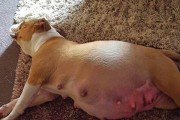 英国斗牛犬的饮食习惯（探究宠物英国斗牛犬的饮食规律，让它们健康快乐成长）