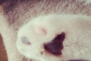 如何正确护理猫爪子的肉垫（宠物爱好者必读的护理技巧，让你的猫咪更健康）