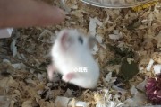 如何判断仓鼠是否怀孕？（注意事项和寻找鼠爸爸的）