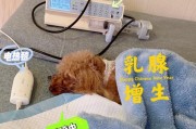 宠物泰迪结扎术后的注意事项（保护宠物健康，合理护理更重要）