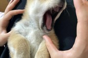 如何纠正柴犬乱叫行为（有效的训练方法和注意事项）