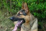 养护昆明犬，宠爱一生（了解昆明犬，享受养犬乐趣）