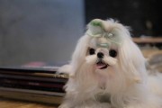 如何有效处理马尔济斯犬毛发打结问题（宠物犬毛发打结的原因及解决办法）