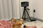 喂什么让你的柯基犬毛发更健康亮丽（以宠物为主，打造柯基犬最完美的毛发状态）