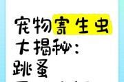 如何有效除寄生虫？——解决狗狗身上的跳蚤与虱子问题（掌握关键诀窍，为狗狗营造舒适健康的生活环境）