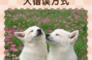 以养犬为错误观念（不要把宠物当成玩具，责任需承担）