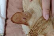 揭秘猫耳朵上的神秘黑色物质（探索猫耳朵黑色物质的成因和处理方法）