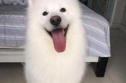 如何处理萨摩耶身上的黑点？（养宠物者必读的关于萨摩耶黑点处理的指南）