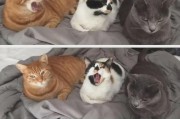 猫与人类（探索与猫有关的传染病及其预防措施）