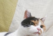 揭秘猫咪毛发的十五个奥秘（你不知道的宠物毛发事实，让你惊叹不已！）