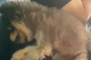狗被阉的坏处及其影响（割掉狗的睾丸会对健康和行为产生哪些不良影响？）