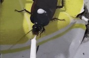 养狗需谨慎！这些狗狗花销最高（切勿当冤大头，先掌握这些狗狗的花费情况）