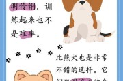 博美宠物美毛攻略（掌握博美美毛的最佳时机与方法）