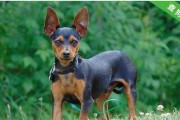 迷你杜宾犬和小鹿犬，你知道它们的区别吗？（探秘宠物界的两大萌神，谁更适合你？）