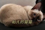 活泼粘人的猫咪——你家的贴心伙伴（探索与主人亲密互动的十五种行为表现）