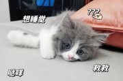 奶猫何时开始自主便便？（了解奶猫成长过程中的排便习惯）
