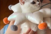 如何训练宠物猫？