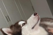 小狗的饮食需求（以小型犬为例，了解适合它们的饮食）