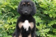 如何护理你的阿富汗猎犬在春夏季（春夏季阿富汗猎犬护理指南）