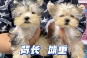 如何选择适合约克夏小体的狗粮（了解约克夏小体的营养需求，选择适合的狗粮）