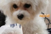 如何正确饲养比熊犬（以宠物为主，科学护理从我做起）