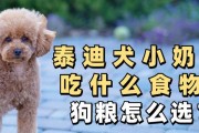了解狗狗的饮食需求——哪类狗粮最适合狗狗