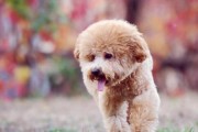 如何正确给贵宾犬洗澡（六个方法让你的贵宾犬享受舒适的洗澡体验）
