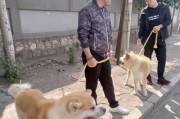 给宠物狗在室外建家，让他们安心生活（宠物狗的舒适家园建造指南）