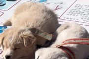 如何让宠物狗狗安心入睡？（小贴士让你的爱犬睡得香甜）