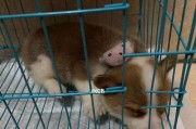 如何训练柯基犬保持家居卫生（宠物也可以做好卫生，教你一步步训练）