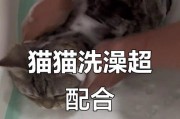 小猫洗澡时间及注意事项（从什么时候开始给小猫洗澡？）