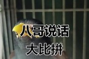 八哥雄雌难判断？了解这些方法不发愁（八哥辨别雌雄，简单又有效！）