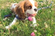 如何选择最适合你的查理王小猎犬？（以宠物为主，全面了解查理王小猎犬的性格和需求）