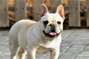 斗牛犬幼犬的好奇心（以宠物为主，了解幼犬好奇心的背后）