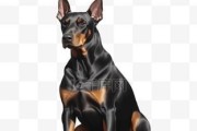 三个月的杜宾犬应该吃什么食物好？（了解三个月杜宾犬饮食要求，确保它们健康成长）