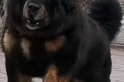 藏獒生狗前的表现及注意事项（了解藏獒生狗前的行为特征，关爱母犬和幼犬的健康成长）