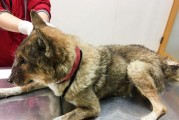 狗狗椎间盘病详解（症状、治疗及预防，让您的宠物健康无忧）