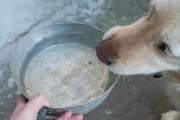 揭秘狗狗刨地背后的原因（为什么狗狗总是不停地刨地？）