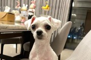 狗狗剃毛的影响（为什么需要剃毛？如何正确剃毛？）