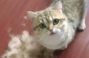 猫咪毛发分层（探索猫咪毛发的分层及其健康问题，从而提高宠物护理水平）