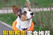 三个月大的狗宝宝如何饮食照料？（为宠物提供健康均衡的饮食，让狗宝宝快乐成长）