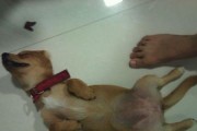 如何判断腊肠犬是否感冒？（关注宠物身体变化，及时发现症状）